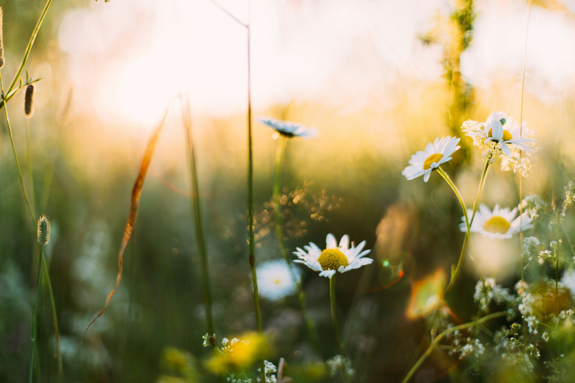 Swedish Songs You Need to Know for the Midsommar Pole